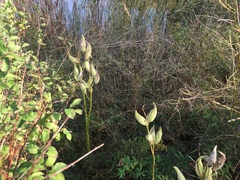Asclepias syriaca