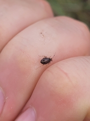 Deraeocoris maoricus