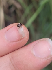 Deraeocoris maoricus