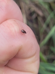 Deraeocoris maoricus
