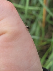 Deraeocoris maoricus