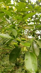 Sargentia (Sargentia)