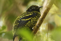 Philepitta castanea