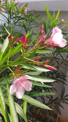 Nerium oleander