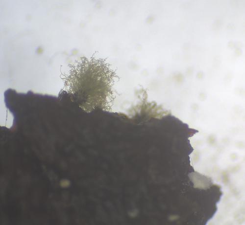 Chaetomium globosum observed 2021-12-16