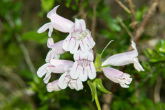 Penstemon cobaea