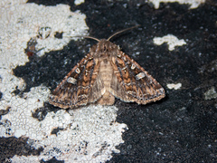 Ichneutica lithias