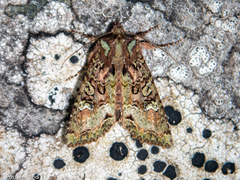 Meterana praesignis
