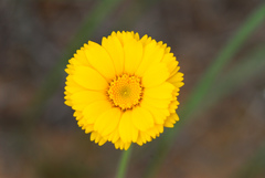 Baileya pleniradiata