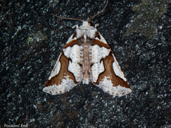 Declana egregia