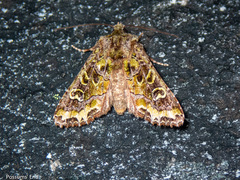 Ichneutica chlorodonta