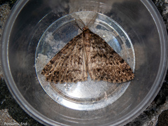 Pseudocoremia terrena