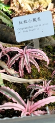 Cryptanthus