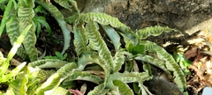 Cryptanthus