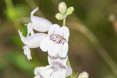 Penstemon cobaea