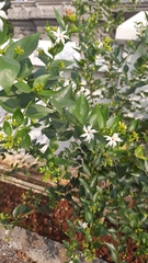 Nyctanthes arbor-tristis