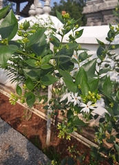 Nyctanthes arbor-tristis