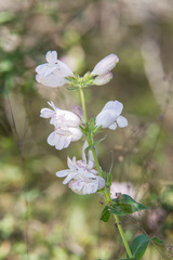 Penstemon cobaea