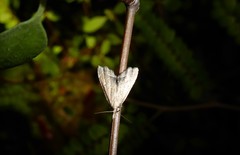 Diplopseustis perieresalis