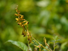Corydalis cornuta