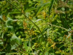 Corydalis cornuta