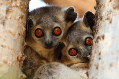 Lepilemur leucopus