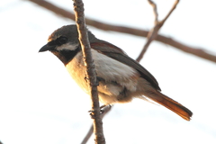 Calicalicus madagascariensis