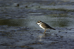 Charadrius semipalmatus