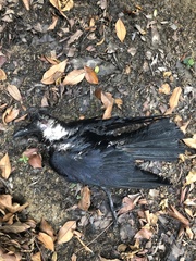 Corvus splendens