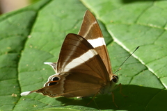 Abisara neophron