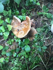 Amanita brunneolocularis