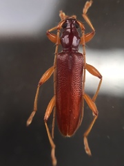 Astetholida lucida