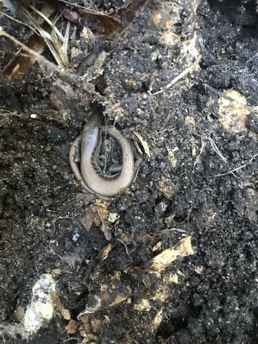 iNaturalist observation photo of Southern Alligator Lizard