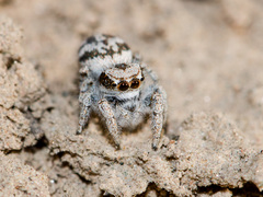 Pseudomogrus dalaensis