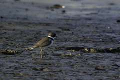 Charadrius semipalmatus
