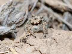 Pseudomogrus dalaensis