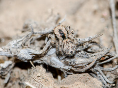 Pseudomogrus dalaensis