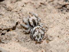 Pseudomogrus dalaensis