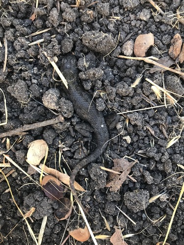 iNaturalist observation photo of Western Fence Lizard