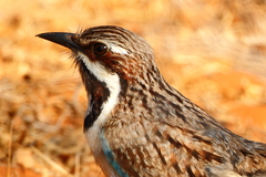 Uratelornis chimaera
