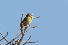 Neomixis striatigula