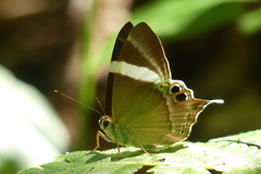 Abisara neophron