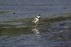 Charadrius semipalmatus