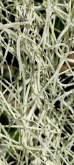 Tillandsia albida