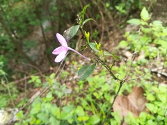 Justicia hintoniorum