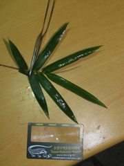 Arthrostylidium