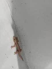 Hemidactylus platyurus