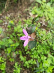 Justicia hintoniorum