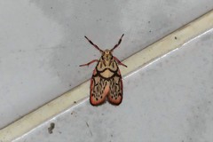 Miltochrista irregularis