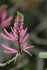 Erythrina herbacea